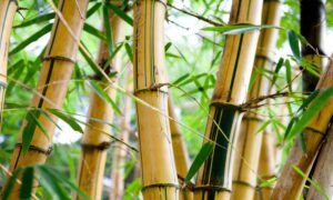 Read more about the article Die Vorteile von Bambus als nachhaltiger Rohstoff