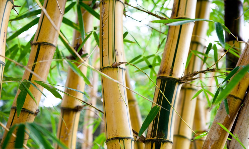 Du betrachtest gerade Die Vorteile von Bambus als nachhaltiger Rohstoff